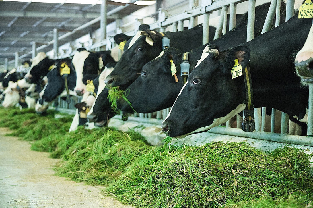 Bên trong trang trại bò sữa chuẩn resort tại Tây Ninh - Ảnh 11.