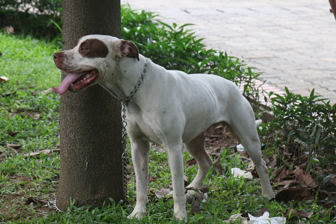 Chó không đeo rọ mõm lang thang khắp phố phường Hà Nội - Ảnh 5.