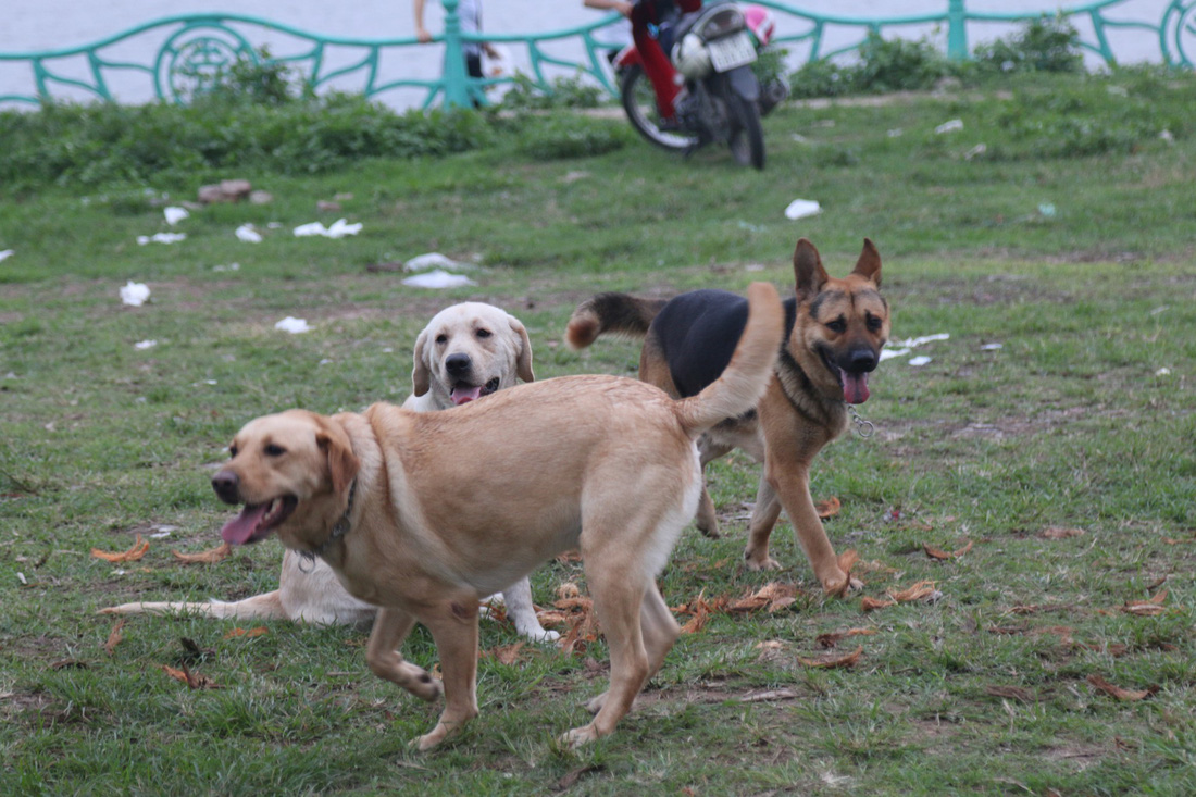 Chó không đeo rọ mõm lang thang khắp phố phường Hà Nội - Ảnh 8.