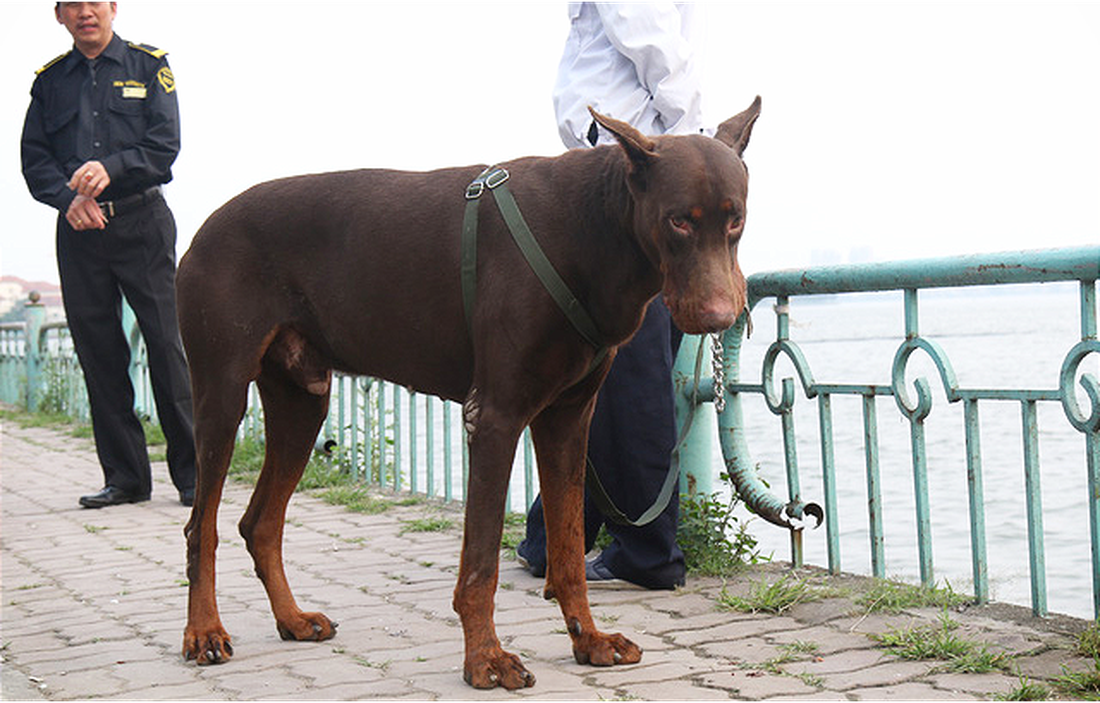 Chó không đeo rọ mõm lang thang khắp phố phường Hà Nội - Ảnh 2.