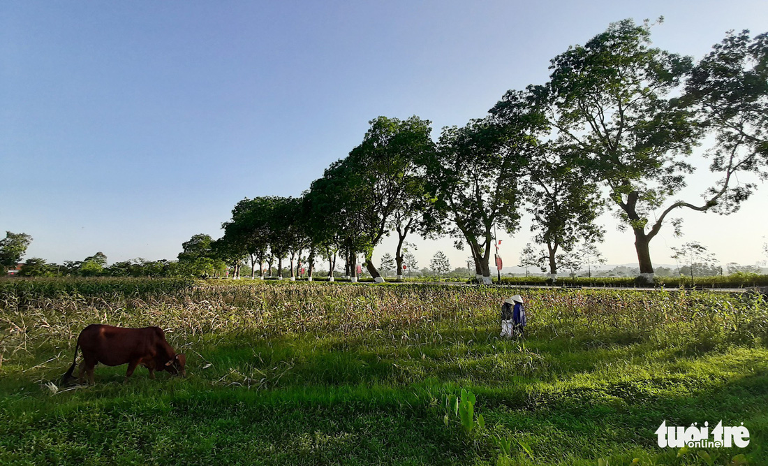 Hàng cây xà cừ hơn nửa thế kỷ trên quê hương Bác Hồ - Ảnh 6.
