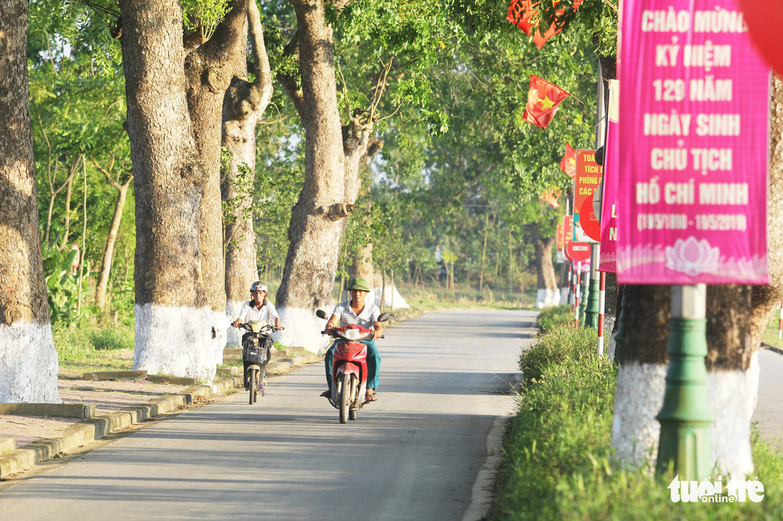 Hàng cây xà cừ hơn nửa thế kỷ trên quê hương Bác Hồ - Ảnh 3.