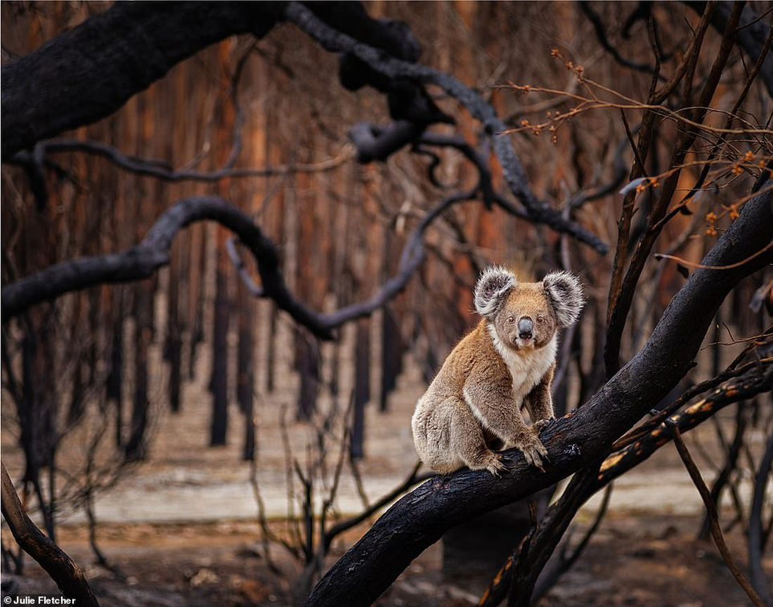 Ảnh thiên nhiên tuyệt đẹp từ Natural World Photography - Ảnh 7.