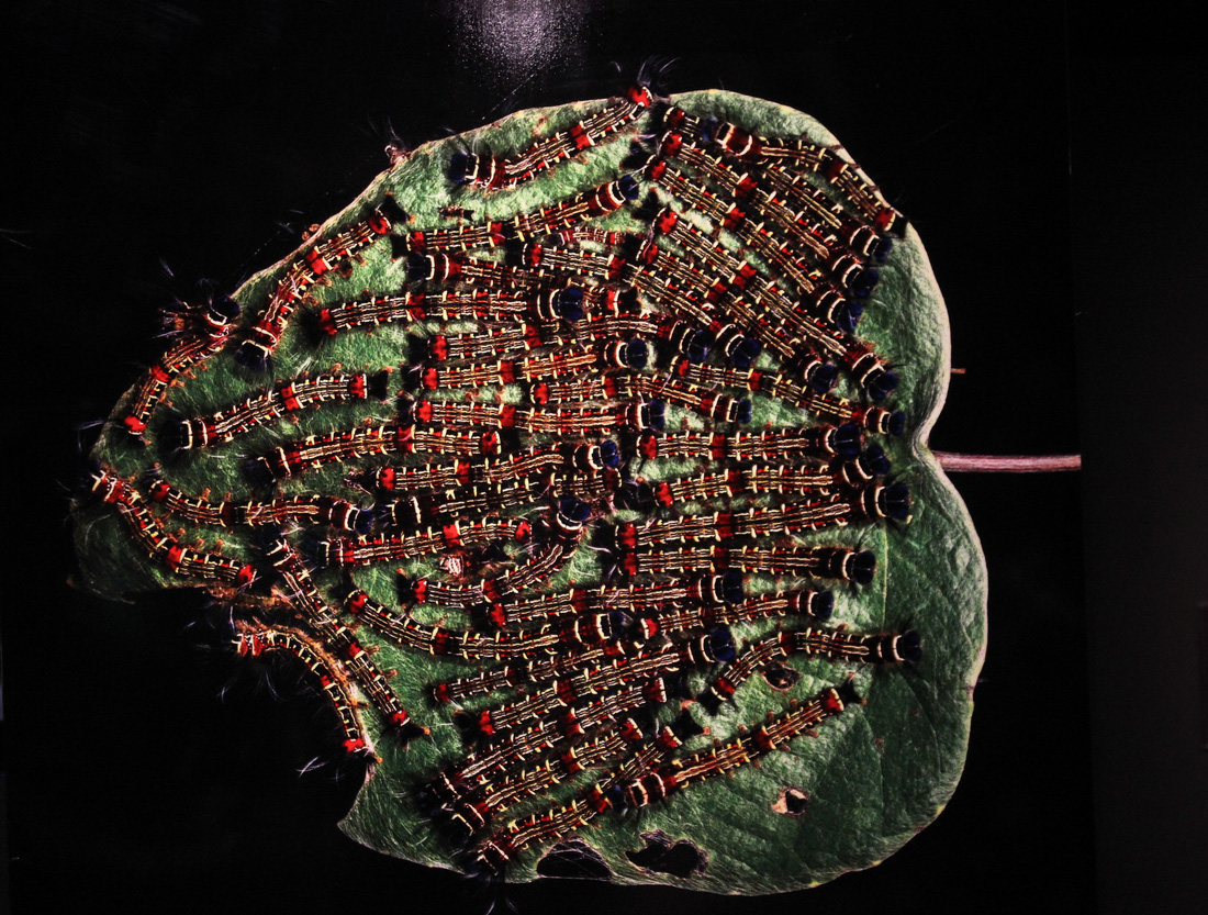 Thế giới côn trùng Việt Nam đẹp lộng lẫy qua mắt nhiếp ảnh gia Ý - Ảnh 26.