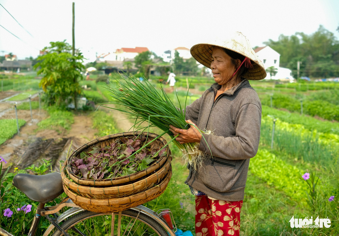 Đứng giữa làng rau Trà Quế, thấy cuộc đời luôn là sớm mai - Ảnh 11.