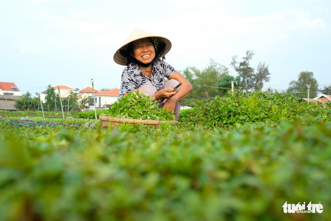 Đứng giữa làng rau Trà Quế, thấy cuộc đời luôn là sớm mai - Ảnh 12.