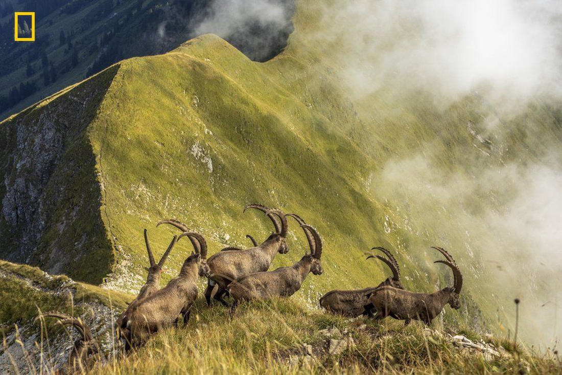 Tuyết trắng Greenland thắng giải Ảnh du lịch 2019 của NatGeo - Ảnh 11.