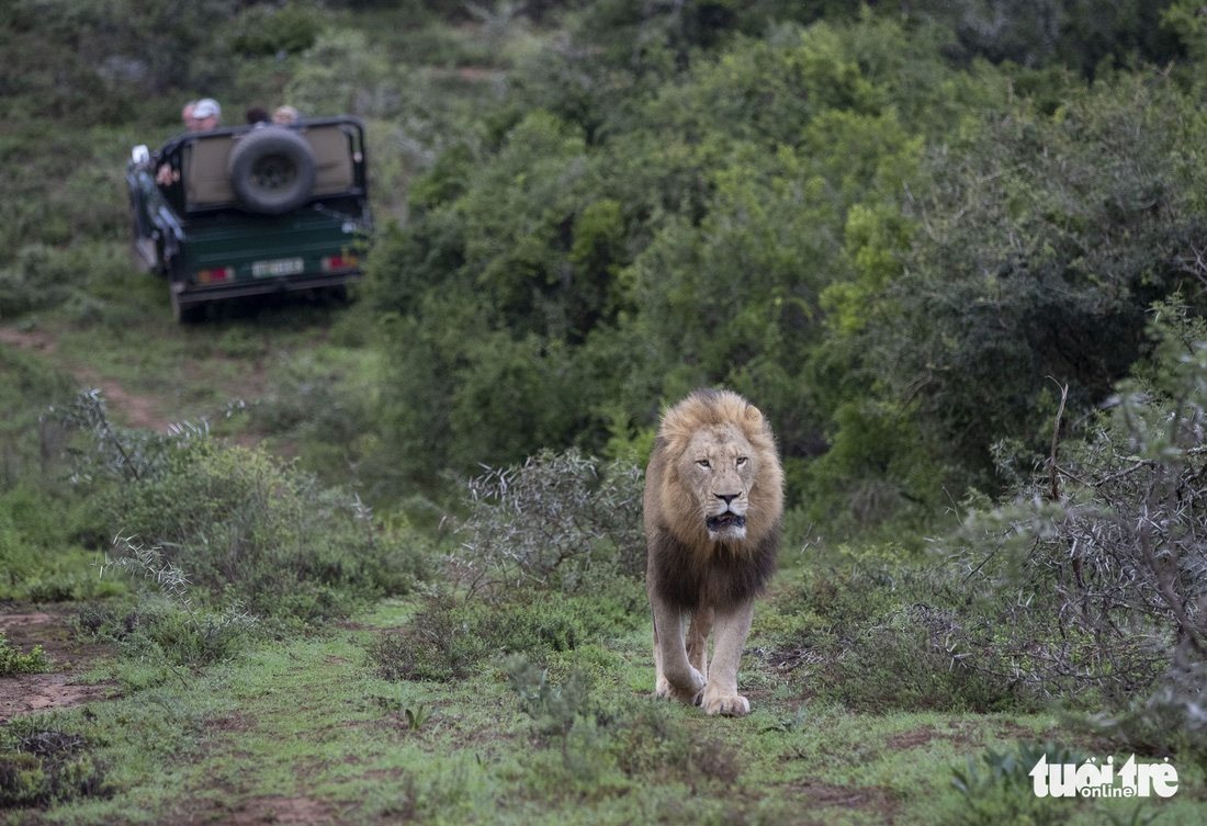 Thót tim ngắm sư tử từ xe mui trần ở Nam Phi - Ảnh 4.