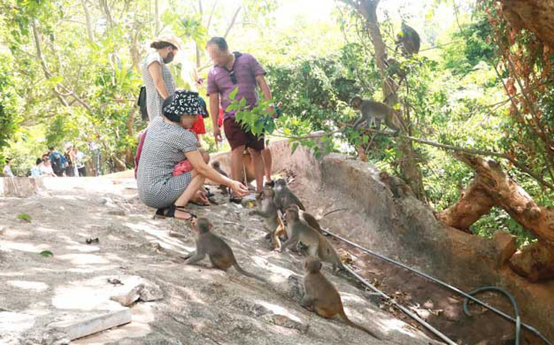 Khi khỉ Sơn Trà ăn rác - Ảnh 2.