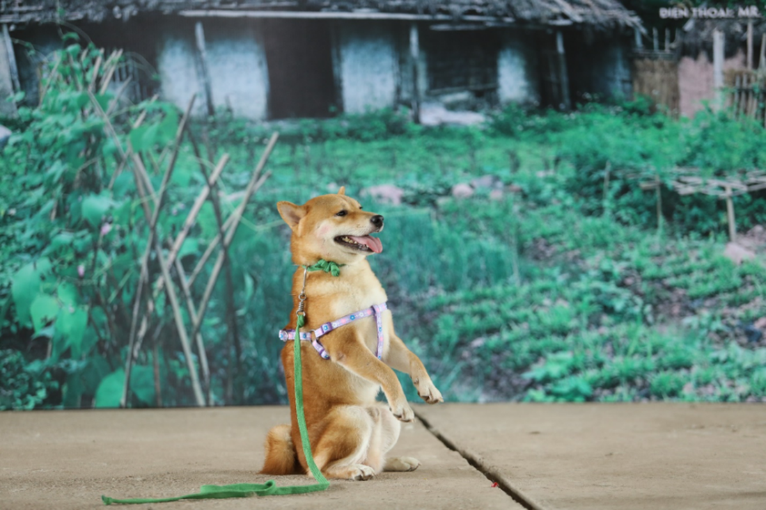 Cậu Vàng của Nam Cao: Phim Việt đầu tiên vai chính là một chú chó - Ảnh 1.