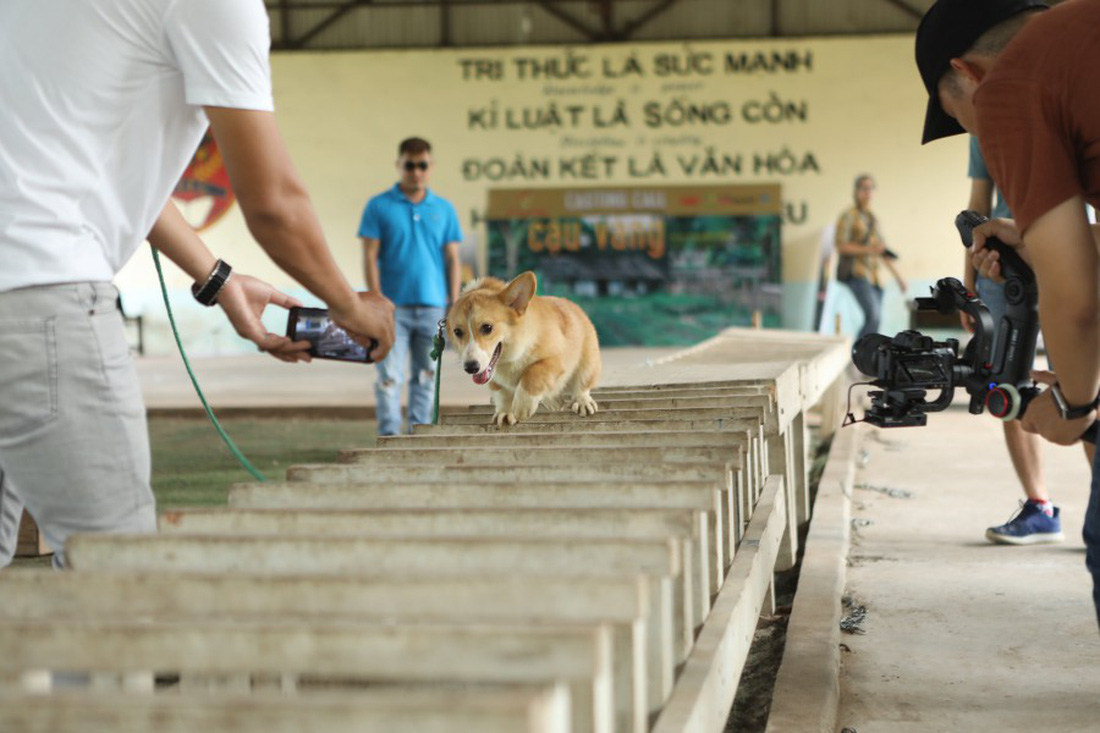 Cậu Vàng của Nam Cao: Phim Việt đầu tiên vai chính là một chú chó - Ảnh 8.