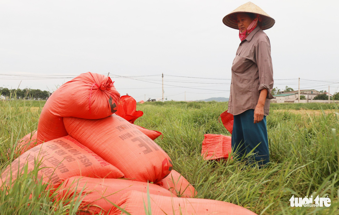 Nông dân Nghệ An hối hả thu hoạch lúa ‘chạy’ bão số 4 - Ảnh 5.