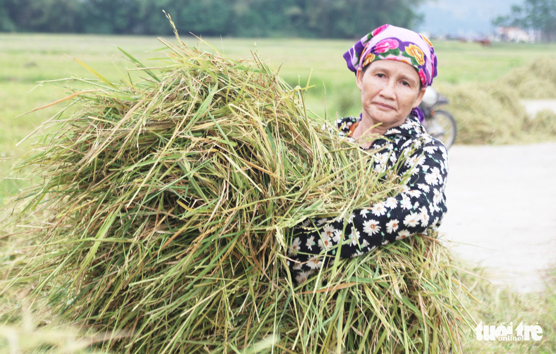 Nông dân Nghệ An hối hả thu hoạch lúa ‘chạy’ bão số 4 - Ảnh 10.