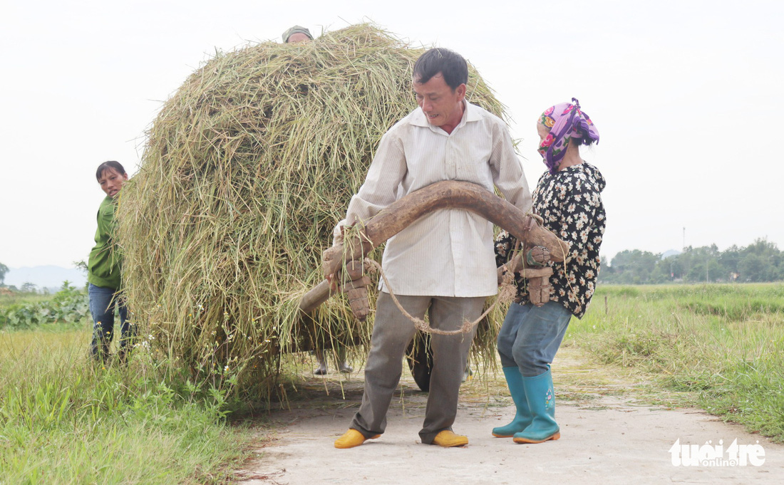 Nông dân Nghệ An hối hả thu hoạch lúa ‘chạy’ bão số 4 - Ảnh 11.
