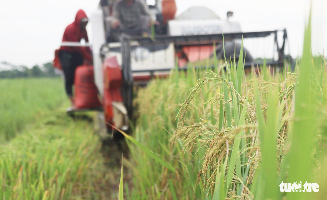 Nông dân Nghệ An hối hả thu hoạch lúa ‘chạy’ bão số 4 - Ảnh 7.
