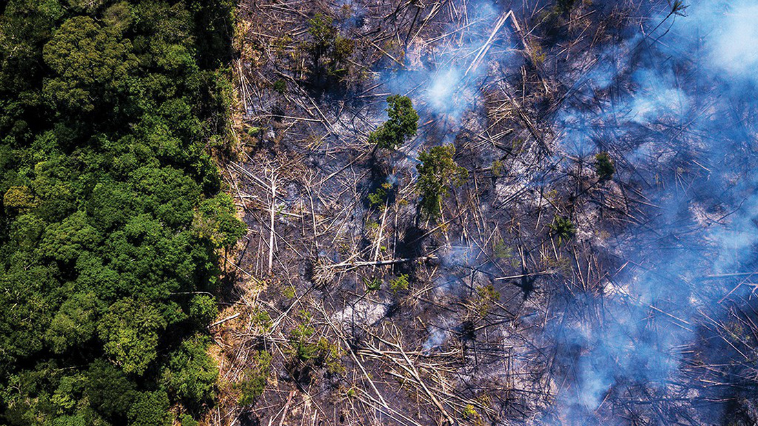 Cháy rừng Amazon: Chẳng lẽ chỉ vì miếng bít-tết? - Ảnh 1.