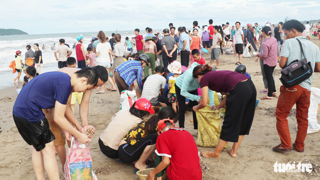 Cả trăm người dân, du khách tụ về bờ biển nhặt sò, ngao sau bão số 4 - Ảnh 1.