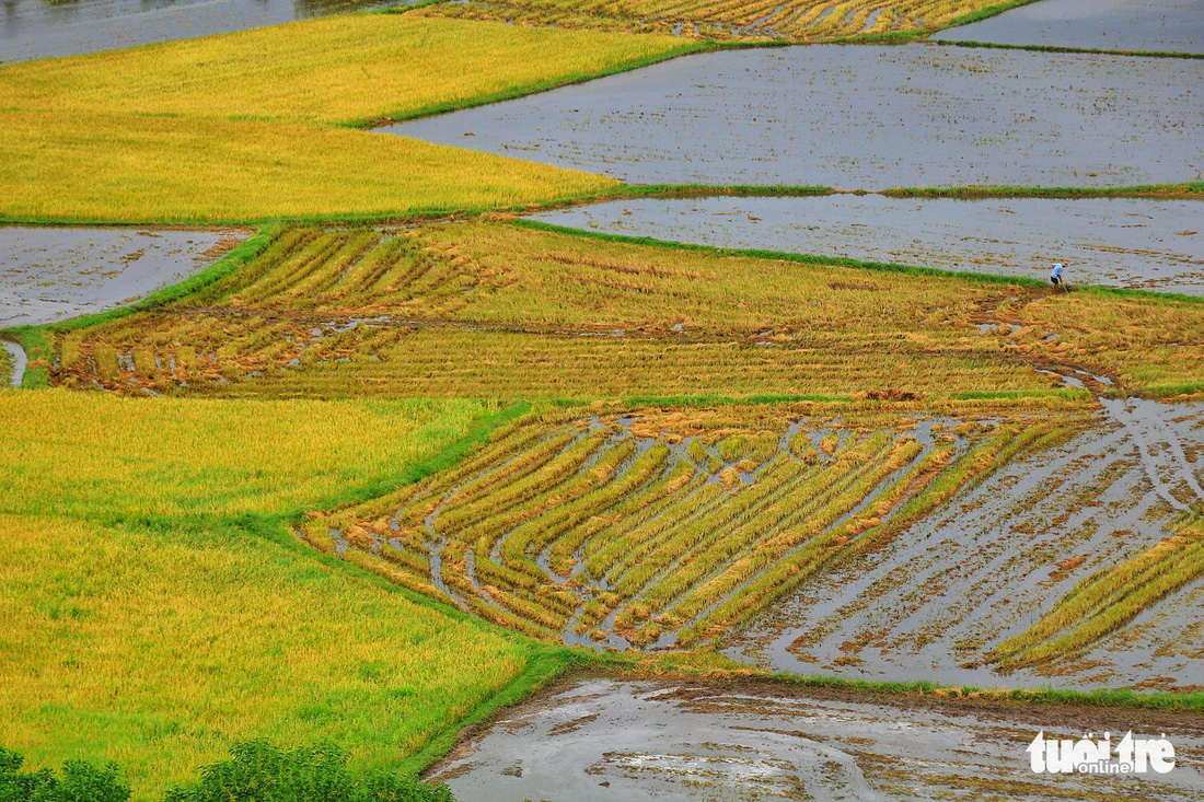 Bình dị mà rạng rỡ trên cánh đồng lúa Tà Pạ ở Tri Tôn - Ảnh 4.