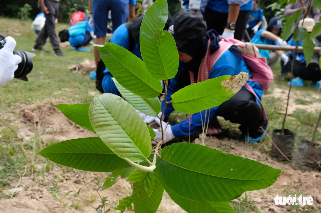 Sinh viên quốc tế trồng 500 cây xanh ở quần thể Angkor - Ảnh 1.