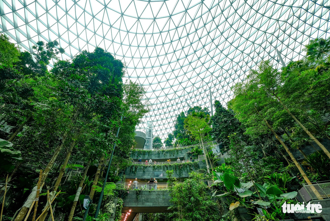 Lạc vào khu rừng bên trong sân bay Changi Singapore - Ảnh 6.