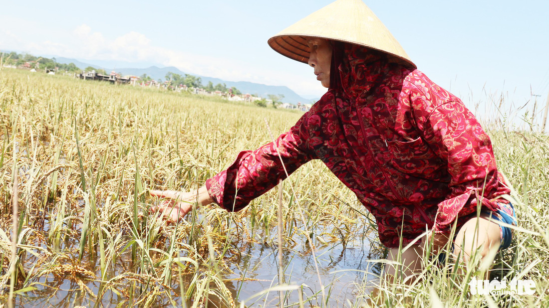 Nông dân Hà Tĩnh xót xa cắt lúa lên mầm sau mưa lũ - Ảnh 4.