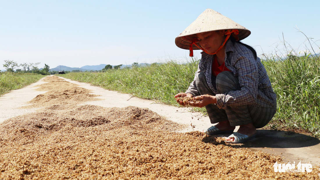 Nông dân Hà Tĩnh xót xa cắt lúa lên mầm sau mưa lũ - Ảnh 5.