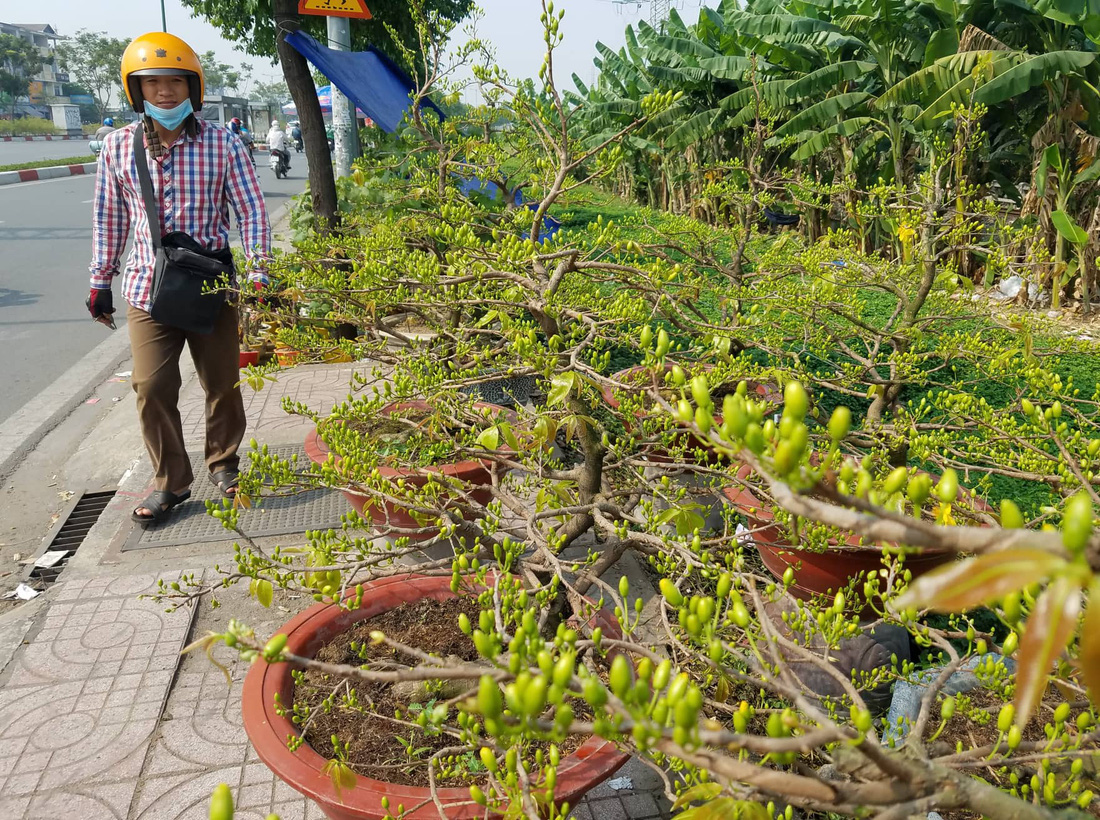 Mai tết Sài Gòn bay đi Hà Nội, Campuchia - Ảnh 2.