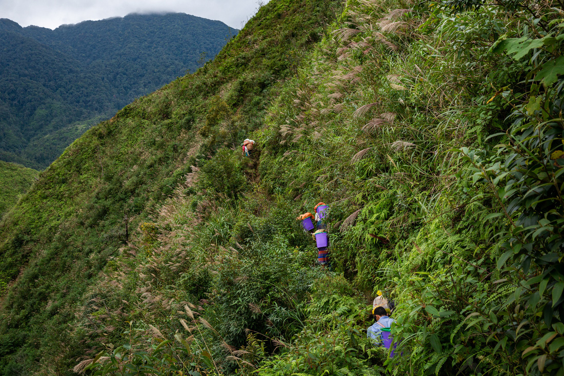 Chuyến thu hoạch thảo quả ở vườn quốc gia Hoàng Liên lên NatGeo - Ảnh 2.