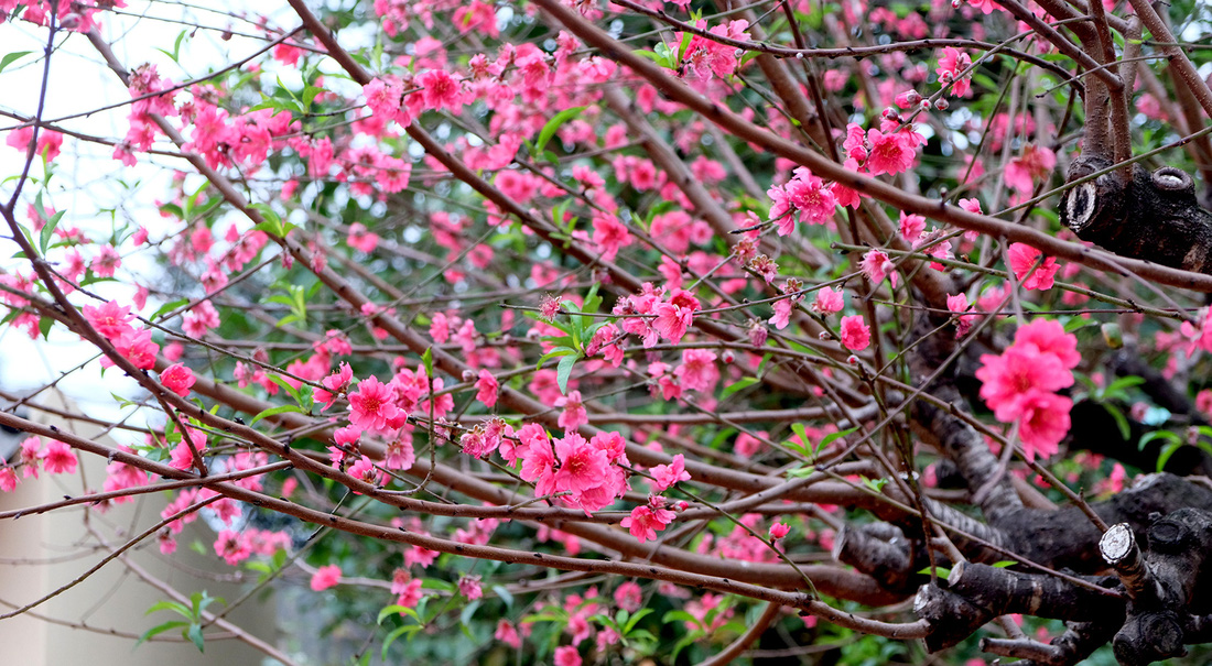 Ngắm cây đào siêu to khổng lồ ở Bắc Giang nở đầy hoa đỏ rực - Ảnh 3.