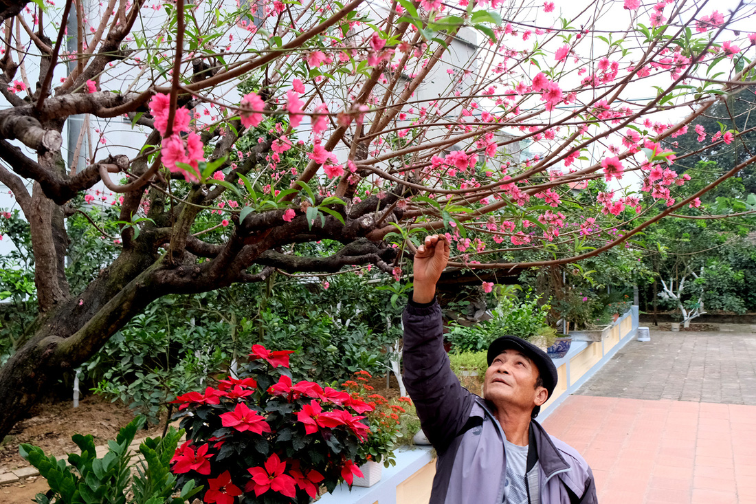 Ngắm cây đào siêu to khổng lồ ở Bắc Giang nở đầy hoa đỏ rực - Ảnh 13.