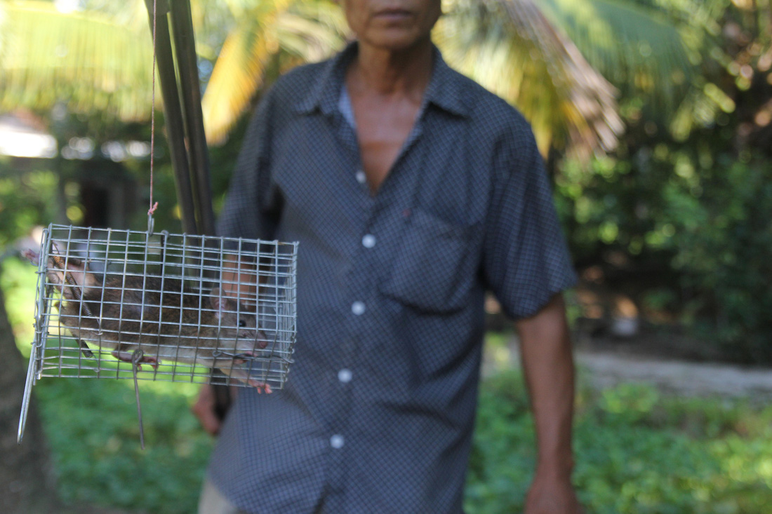 Đặt chuột dừa thu nhập tiền triệu mỗi ngày - Ảnh 5.