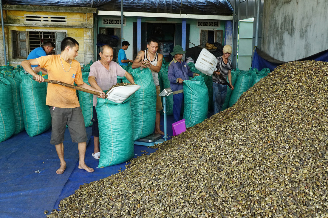 Nhộn nhịp mùa cau ở Tiên Phước, Quảng Nam - Ảnh 4.