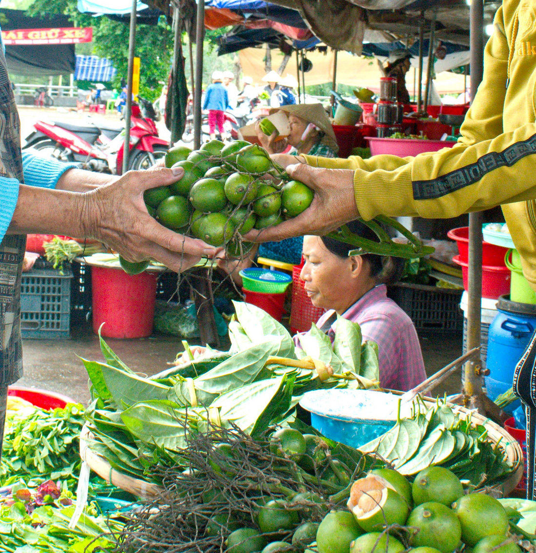 Nhộn nhịp mùa cau ở Tiên Phước, Quảng Nam - Ảnh 5.