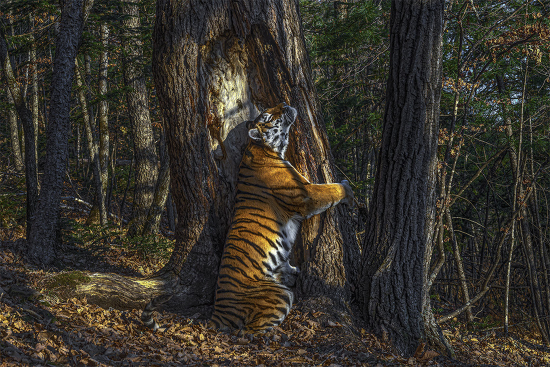 Hổ Siberia ôm cây đoạt giải ảnh động vật hoang dã năm 2020 - Ảnh 1.