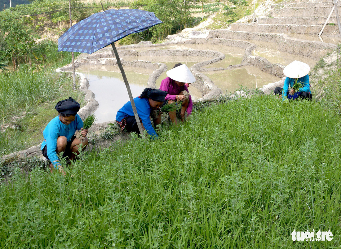 Mùa gặt hạt vàng ở ruộng bậc thang Y Tý - Ảnh 9.