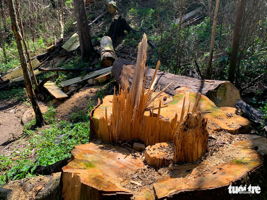 Rừng bạch tùng cổ thụ bị đốn hạ, phát hiện gỗ cùng loại ở nhà tổ trưởng bảo vệ rừng - Ảnh 4.