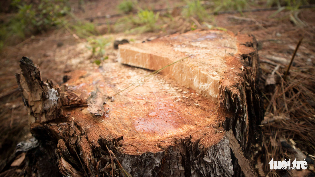 Hàng trăm cây thông thân to bị triệt hạ la liệt - Ảnh 3.