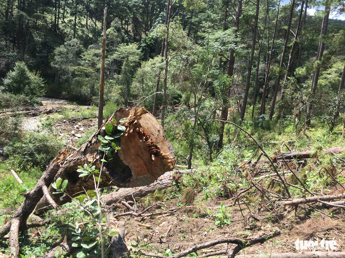 Hàng trăm cây thông thân to bị triệt hạ la liệt - Ảnh 2.