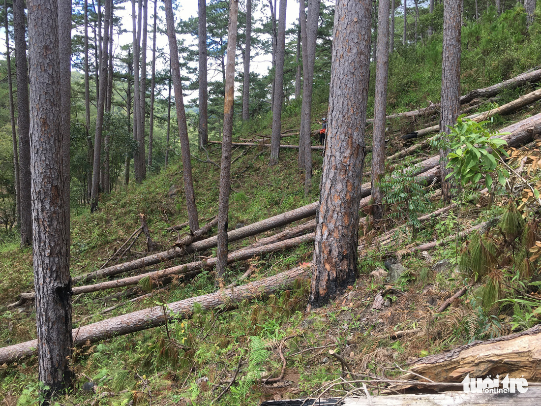 Hàng trăm cây thông thân to bị triệt hạ la liệt - Ảnh 4.