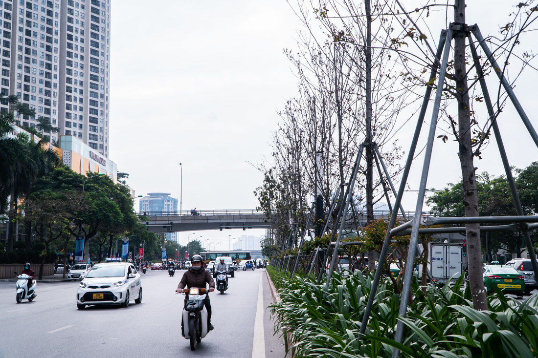 Hàng cây phong lá đỏ chết khô ở tuyến đường được kỳ vọng lãng mạn nhất Hà Nội - Ảnh 8.