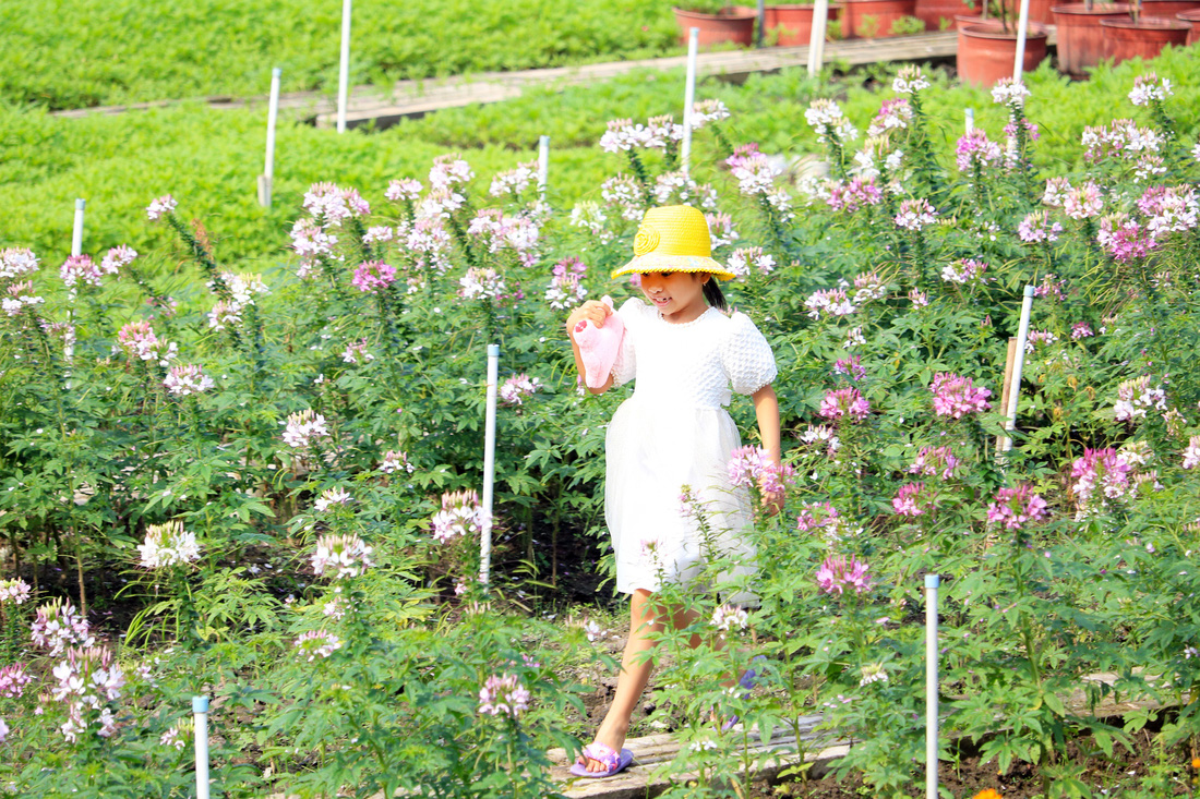 Say ngắm vườn hoa Đà Lạt nở rộ bên sông Sài Gòn - Ảnh 5.