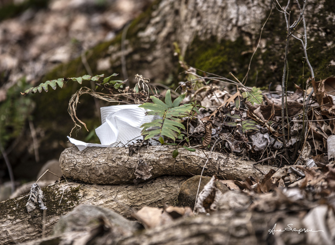 Nhiếp ảnh gia Mỹ ‘gây sốt’ vì bộ ảnh giấy vệ sinh ‘sắp tuyệt chủng’ - Ảnh 3.