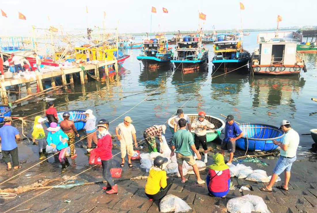 Tàu cập bến, ngư dân Quảng Nam phấn khởi bởi trúng mùa cá cơm - Ảnh 1.
