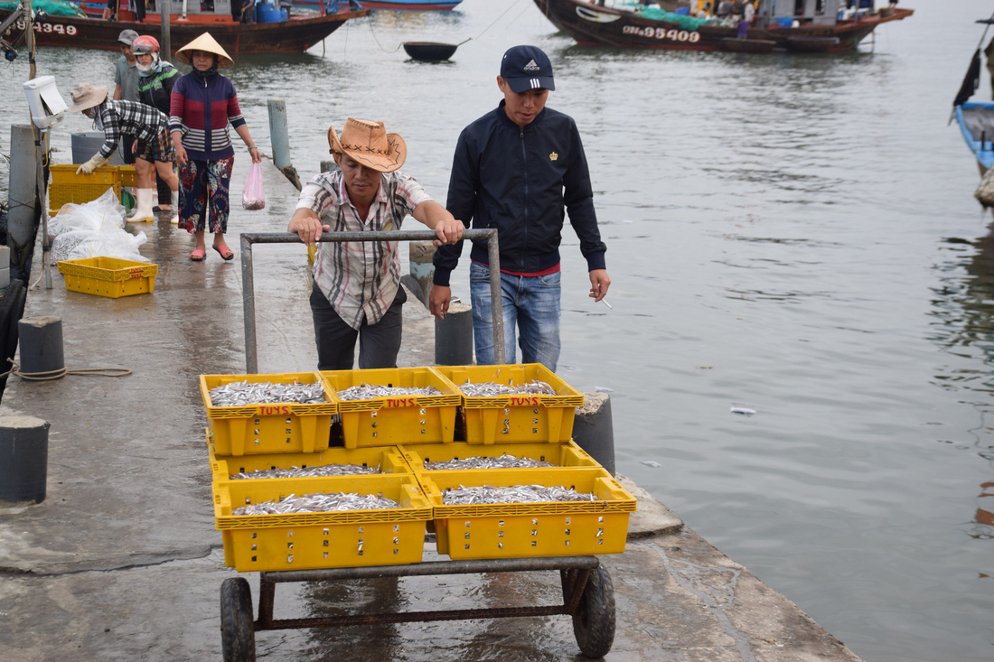 Tàu cập bến, ngư dân Quảng Nam phấn khởi bởi trúng mùa cá cơm - Ảnh 7.