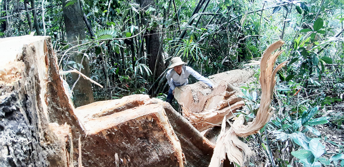 Cây rừng bị cưa hằng ngày, kiểm lâm nói đang đi đếm để... báo cáo lên trên - Ảnh 6.