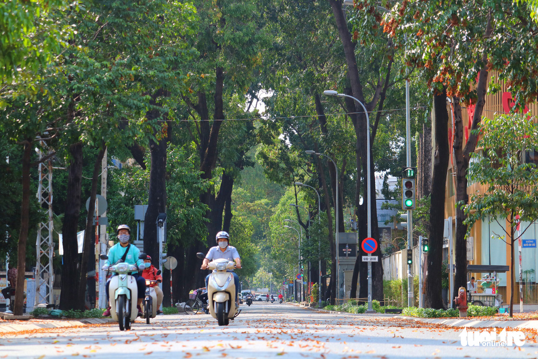 Có một mùa hoa chò lặng lẽ bay bay giữa Sài Gòn - Ảnh 6.