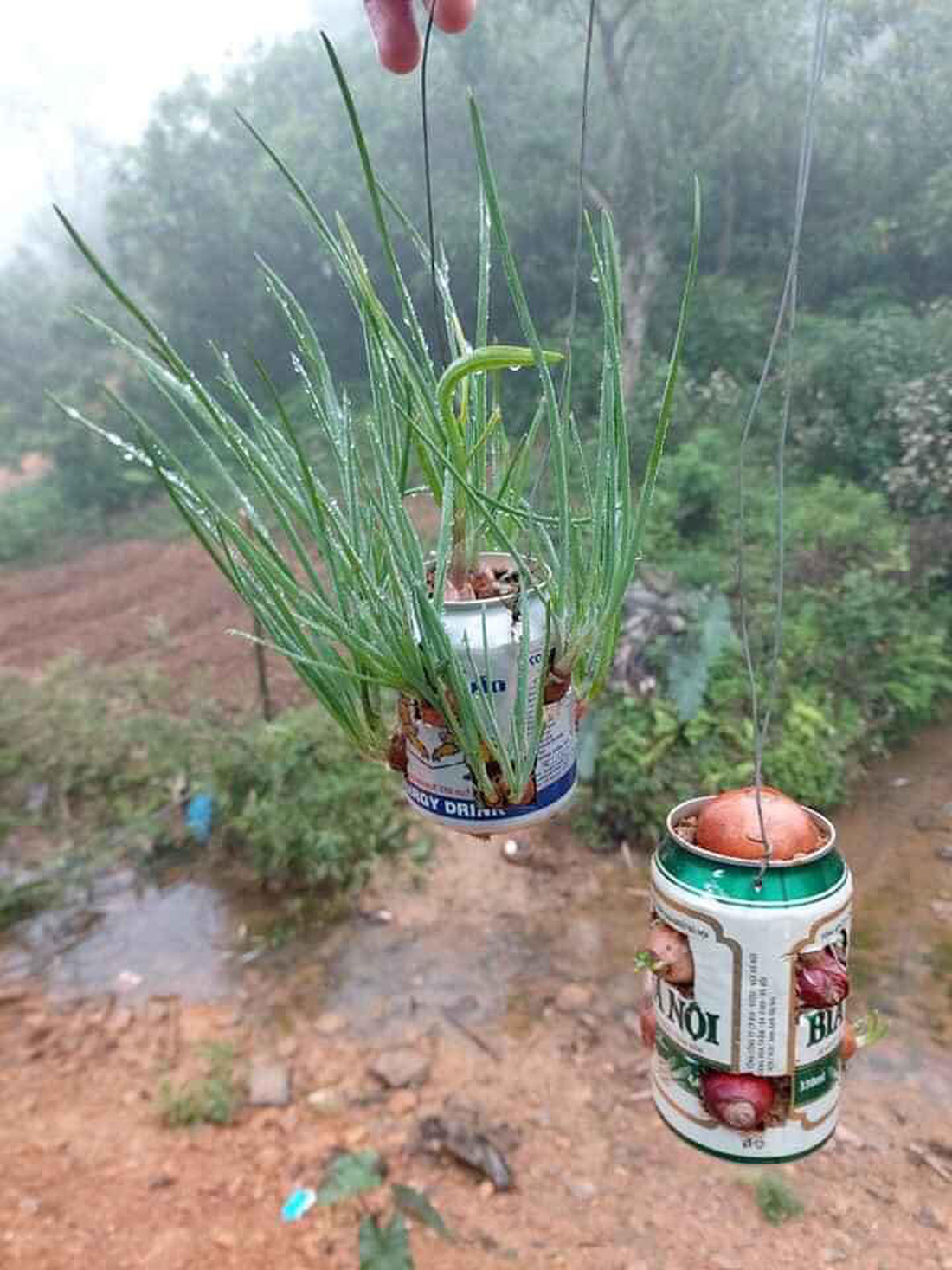 Thương lắm lon rau xanh mọc ngay chốt trực COVID-19 vùng biên - Ảnh 1.