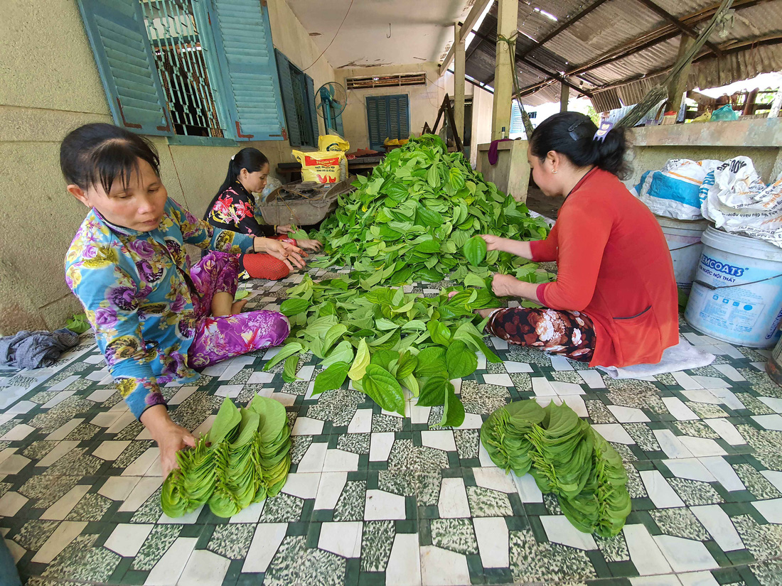 Độc đáo làng trầu Vị Thủy - Ảnh 4.