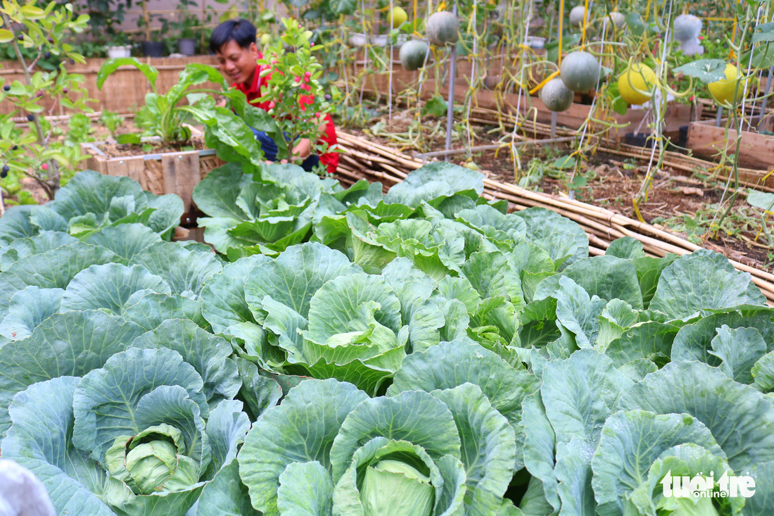 Đôi vợ chồng ở Sài Gòn biến khu đất 273m² thành vườn rau đầy cây trái sau thời gian cách ly - Ảnh 6.
