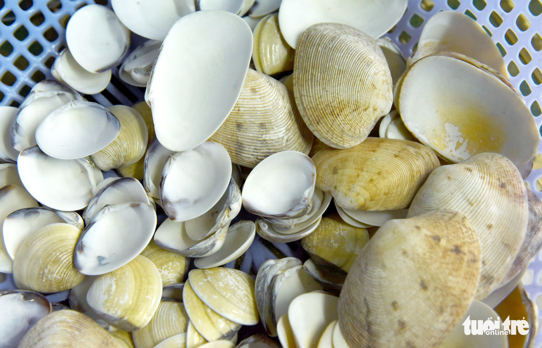 Vỏ sò, vỏ ốc: nguyên liệu tuyệt vời, thanh lịch và rất dễ dàng tìm thấy - Ảnh 4.